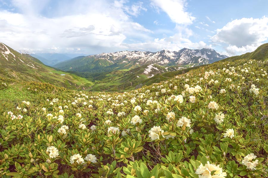 альпийские луга в абхазии фото