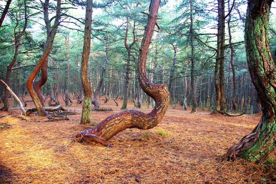 куршская коса танцующий лес