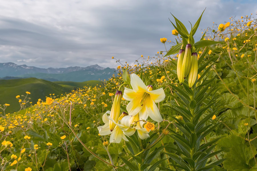 цветы альпийских лугов абхазии