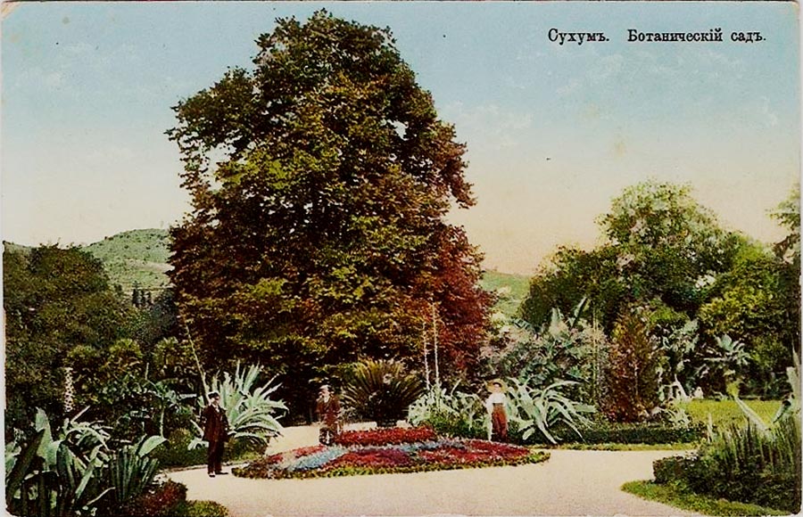 сухумский ботанический сад абхазия