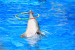 анапский дельфинарий фото