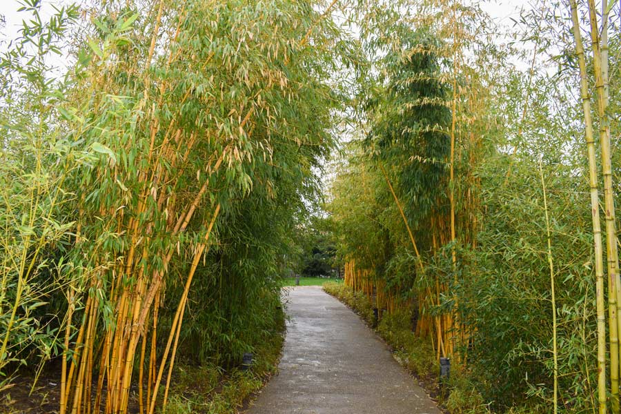 бамбуковая роща в японском саду