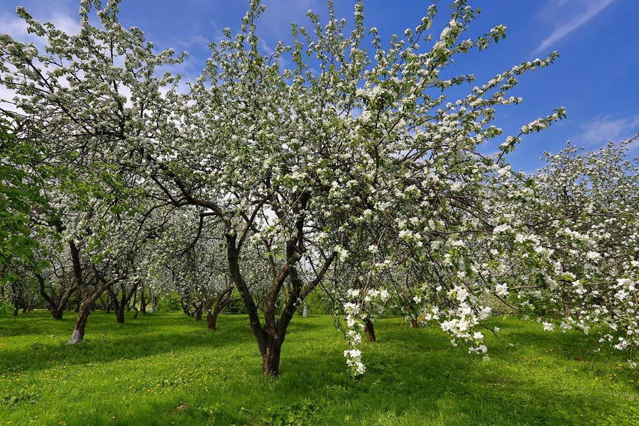 зацвели ли яблони в коломенском 2023